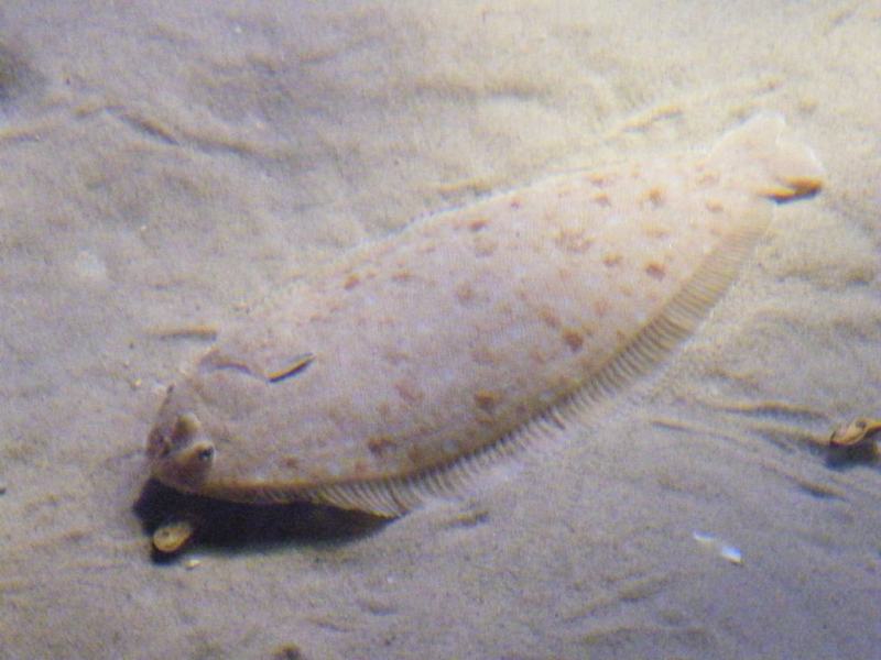 DSCF7720.JPG