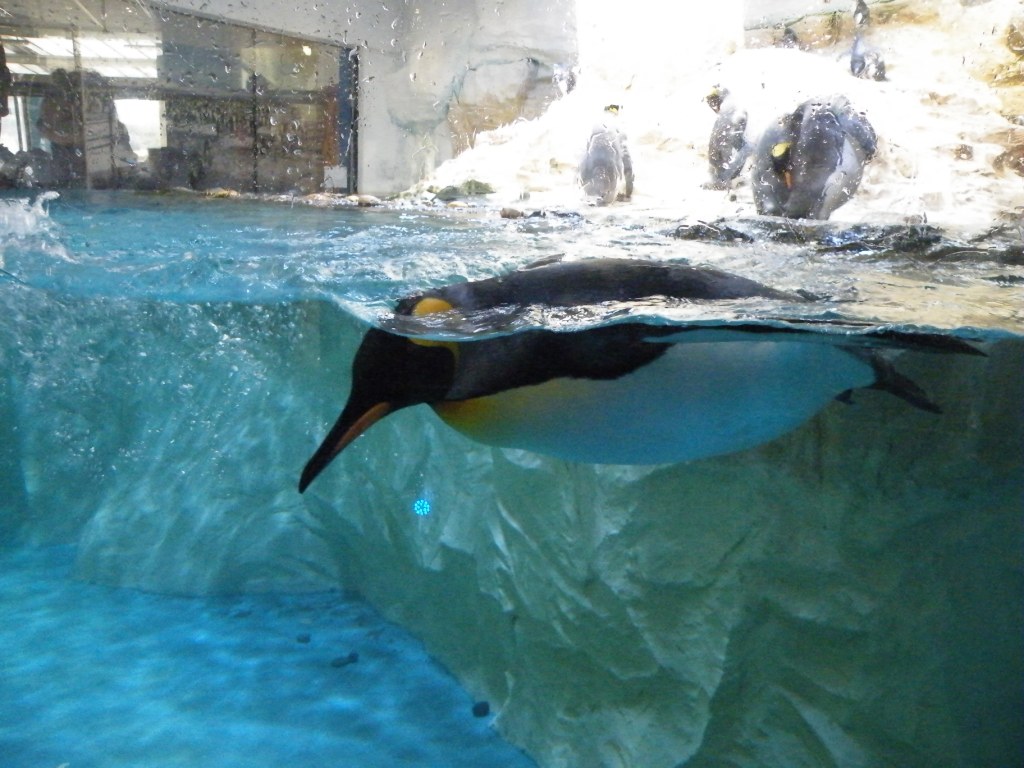 Des pingouins