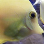 Un poisson jaune